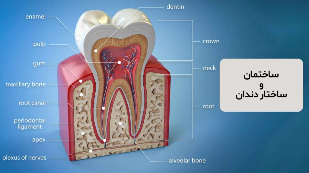 ساختمان و ساختار دندان